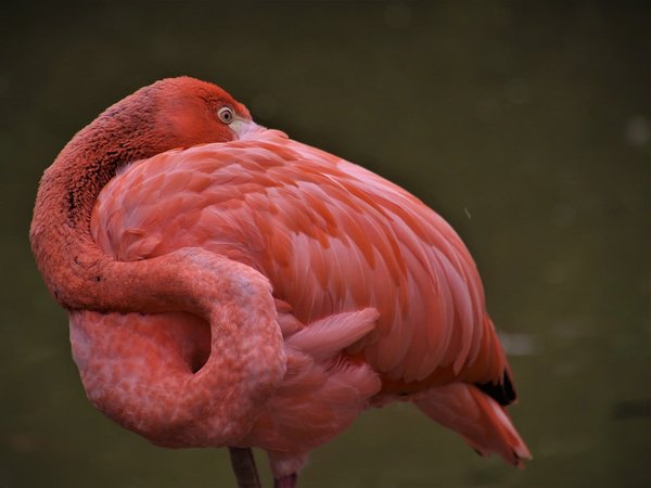Quels sont les endroits pour observer les migrations des flamants roses en Afrique ?